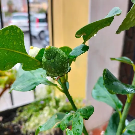 Apartmán Ciuridda Mia